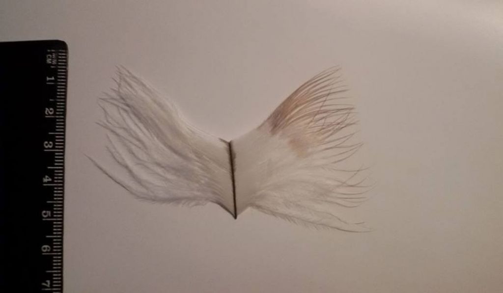 piuma di nibbio reale ?